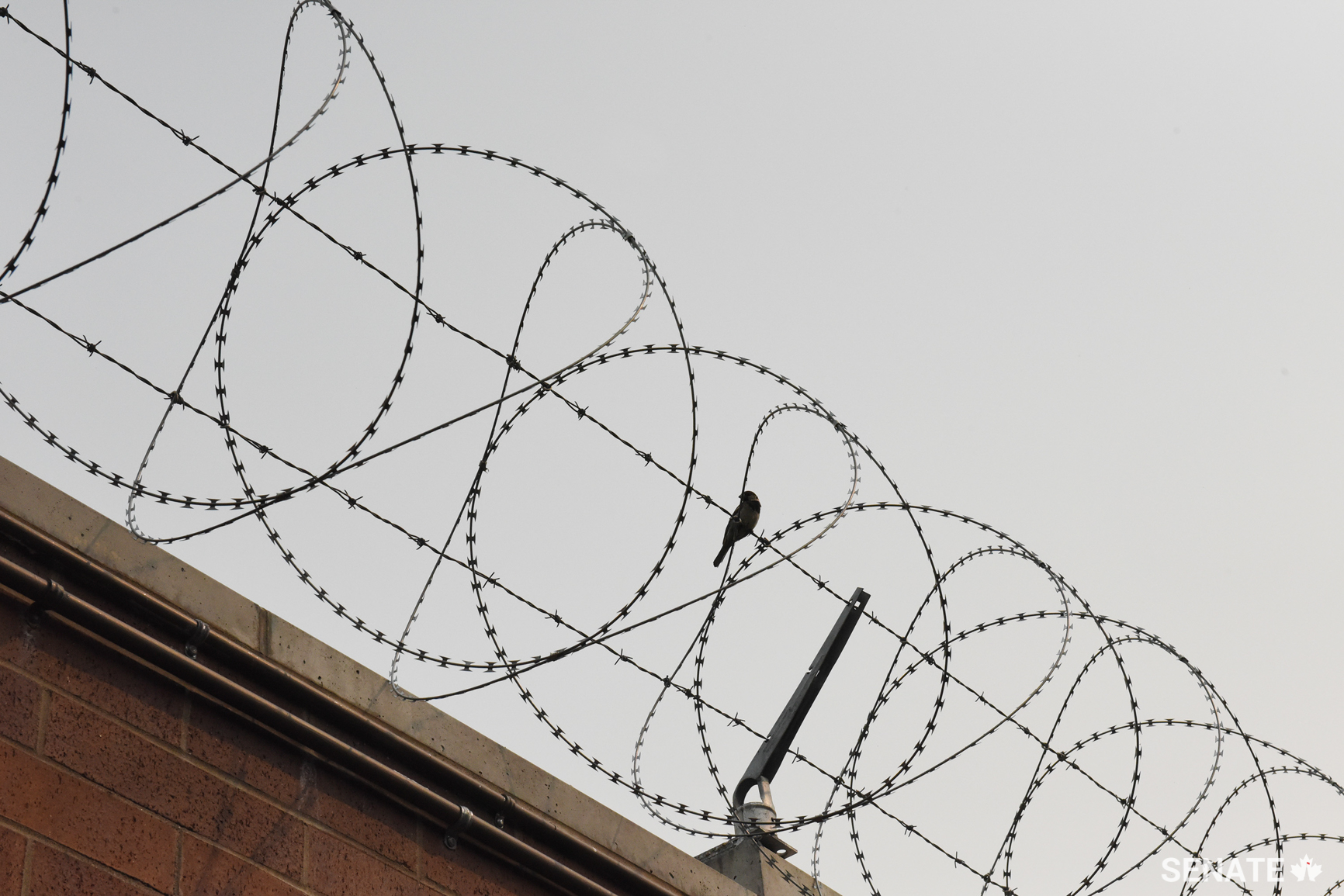 A bird perches atop razor wire fencing surrounding the perimeter of Edmonton Institution.
